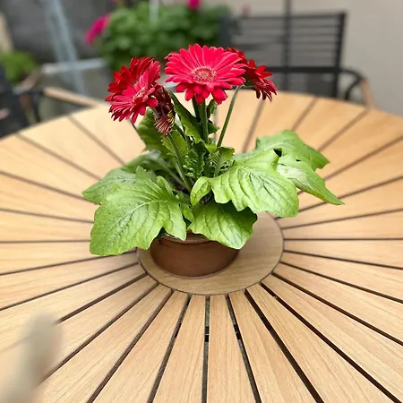 Maisonette Sophie Mit Balkon Und Terrasse * Вайкерсхайм